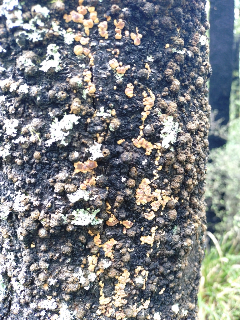 Aleurodiscus berggrenii · December 2025 · photo: © twalcher (iNaturalist, cc-by)