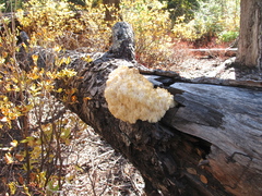 Hericium abietis