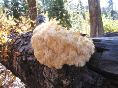 Hericium abietis