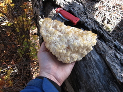 Hericium abietis