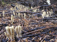 Clavariadelphus sachalinensis