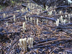 Clavariadelphus sachalinensis