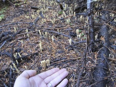 Clavariadelphus sachalinensis