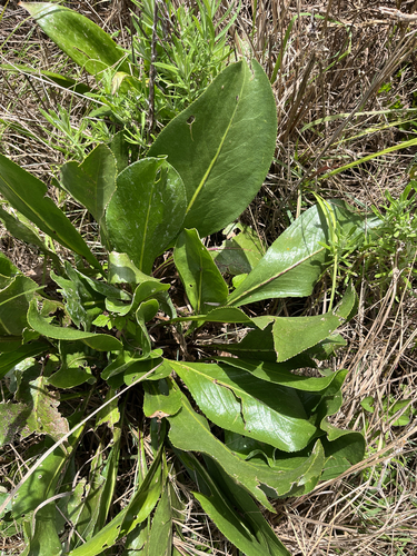 Senecio coronatus, photograph 4