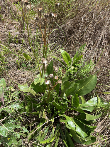 Senecio coronatus, photograph 3