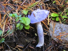 Cortinarius subfoetidus
