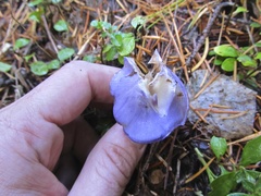 Cortinarius subfoetidus