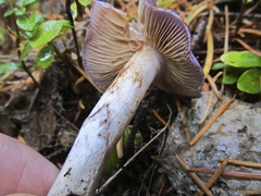 Cortinarius subfoetidus
