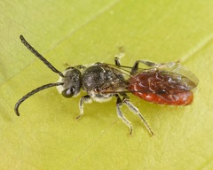 Sphecodes aroniae