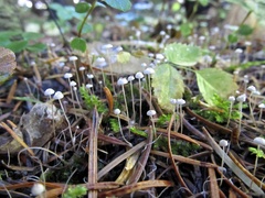 Marasmiellus filopes