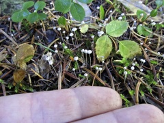 Marasmiellus filopes