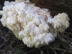Hericium abietis