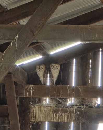 View observation of {o.common_name} on iNaturalist