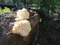 Hericium abietis