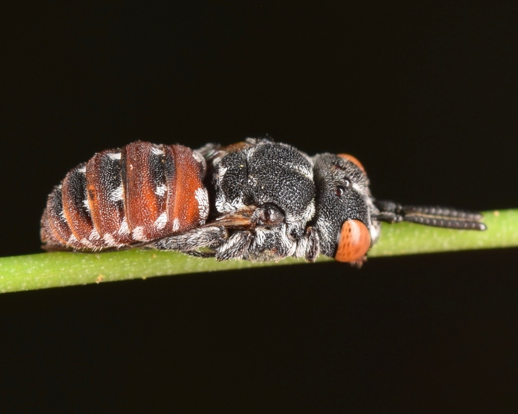 Calliopsis Cuckoo Nomad Bee