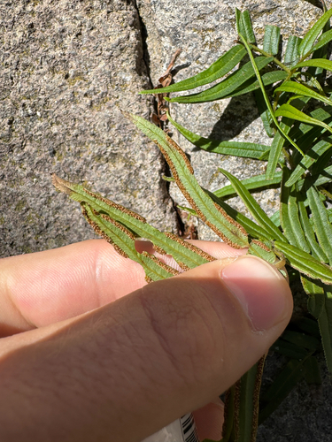 Ladder brake (Pteris vittata)