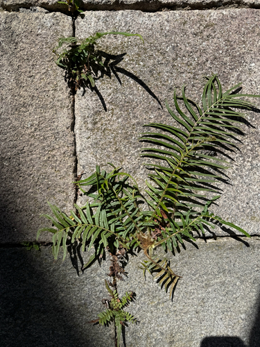 Pteris vittata