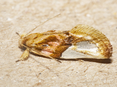 Habroscopa iriodes