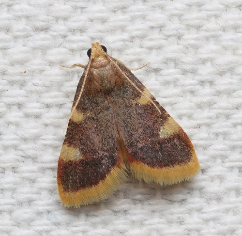 Clover Hayworm Moth photo 6