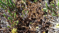 Cassiope tetragona tetragona