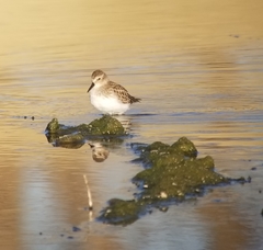 Calidris minutilla