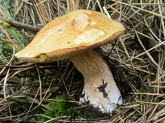 Boletus edulis grandedulis