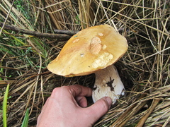 Boletus edulis grandedulis