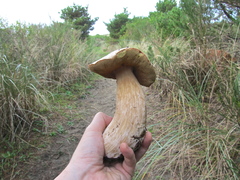 Boletus edulis grandedulis