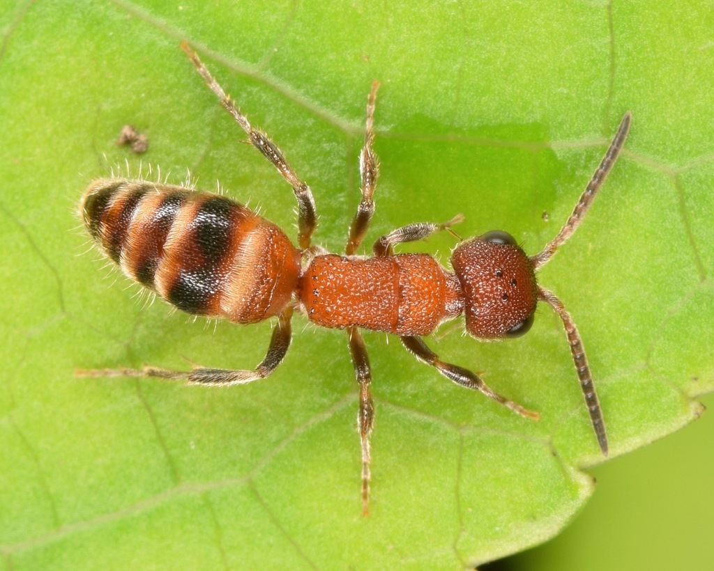 Myrmosa