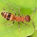 Myrmosa - Photo (c) skitterbug, μερικά δικαιώματα διατηρούνται (CC BY), uploaded by skitterbug