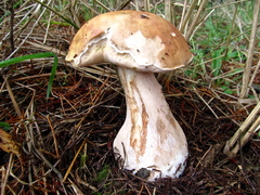 Boletus edulis grandedulis