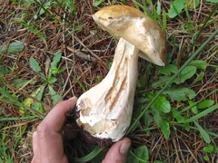 Boletus edulis grandedulis