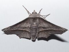 Oenochroma vetustaria