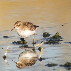 Calidris minutilla
