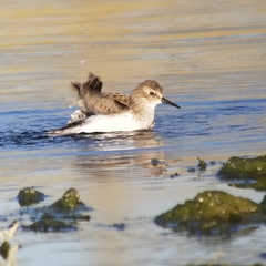 Calidris minutilla