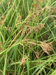 Cyperus denudatus