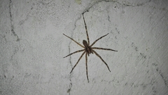 Acanthoctenus
