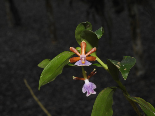 Epidendrum pinniferum C.Schweinf. 3