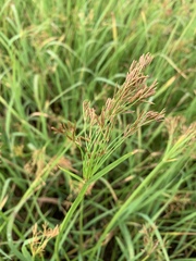 Cyperus denudatus