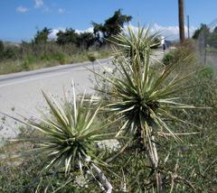 Echinops spinosissimus bithynicus