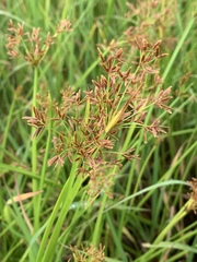 Cyperus denudatus