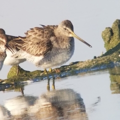 Limnodromus scolopaceus