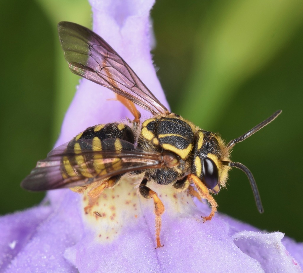 Sunflower Burrowing-resin Bee