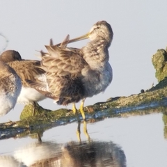 Limnodromus scolopaceus