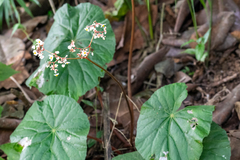 Begonia serotina