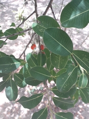 Erythroxylum argentinum