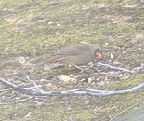 Northern Cardinal