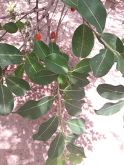 Erythroxylum argentinum