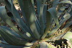 Agave hookeri