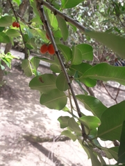 Erythroxylum argentinum